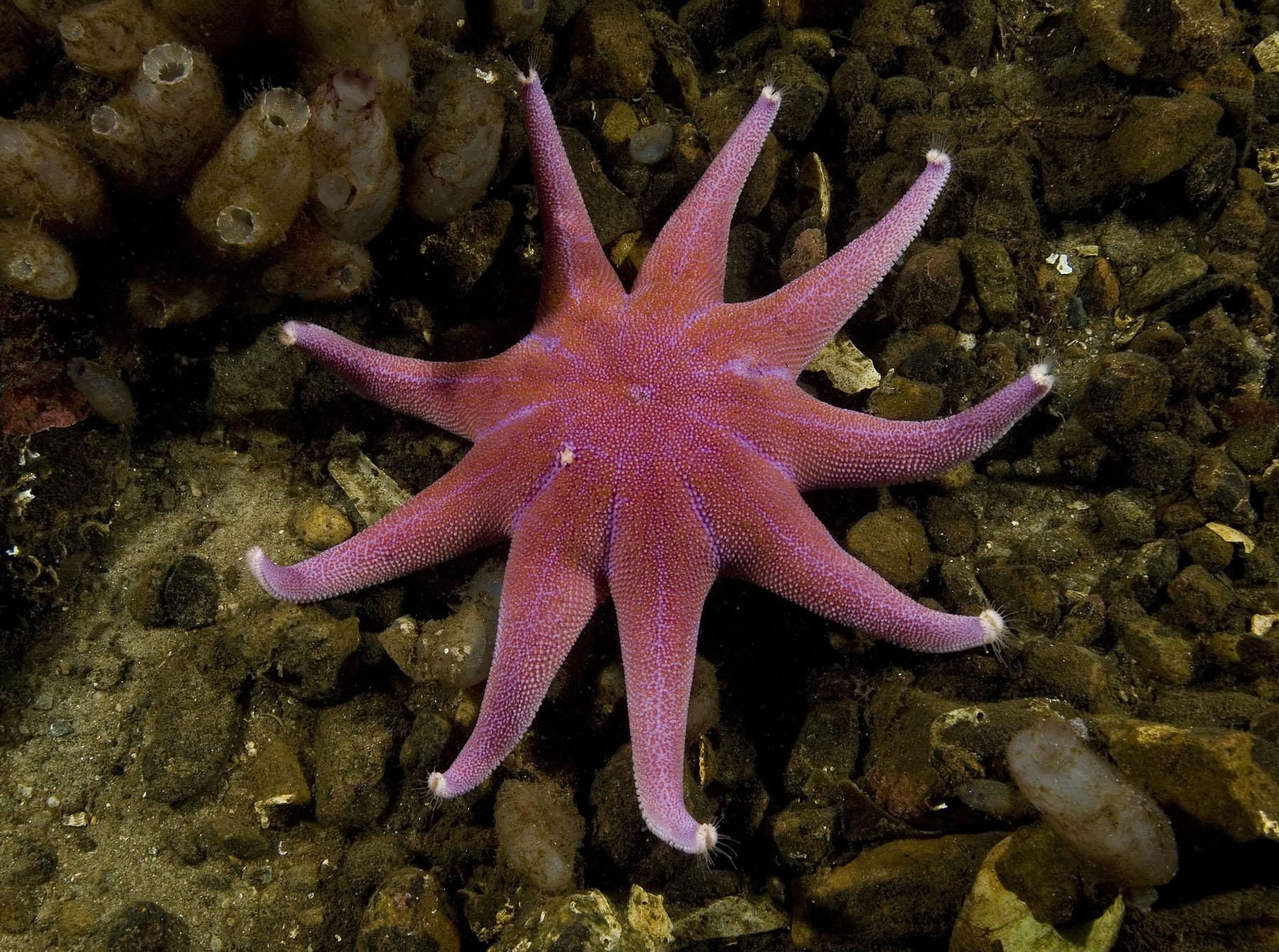 Starfish (c) Paul Naylor